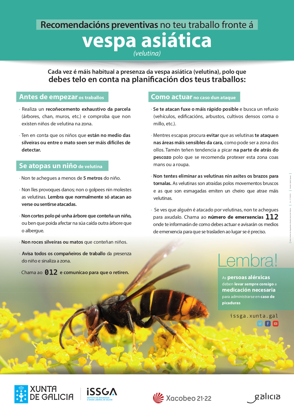 Prevención de riscos laborais fronte a vespa asiática (Vespa velutina)