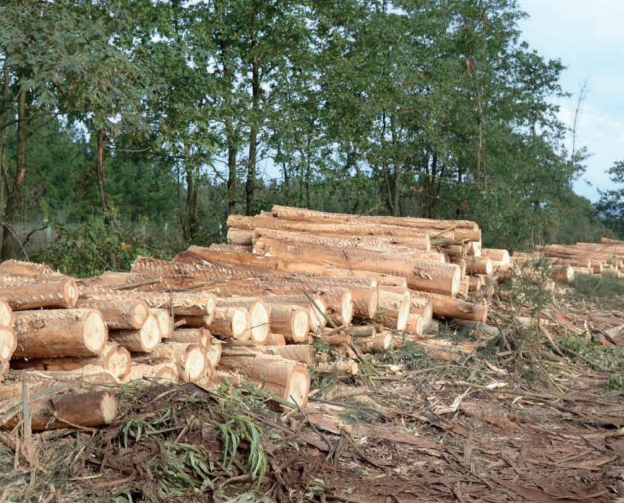 imaxe grupo forestal