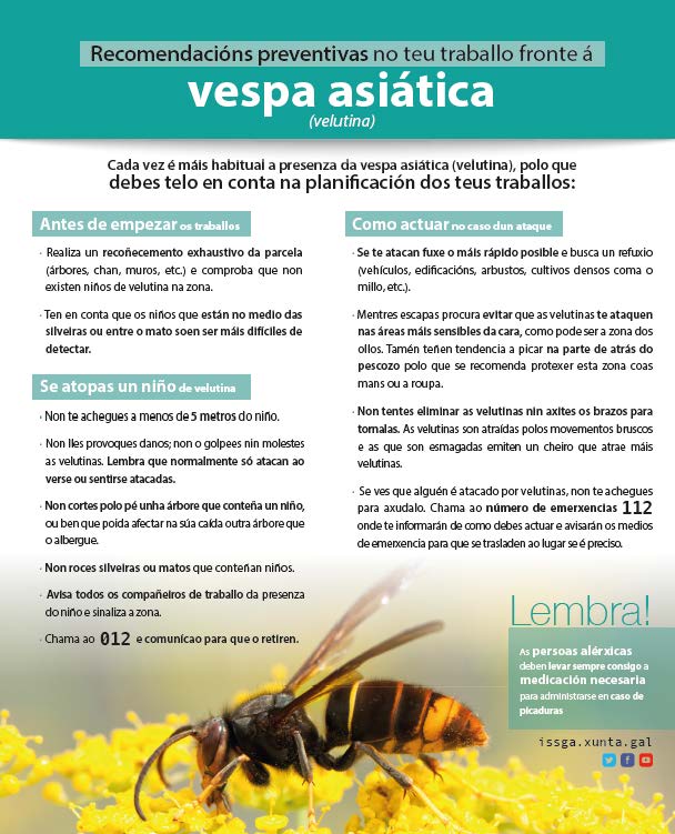 Imagen campaña velutina 